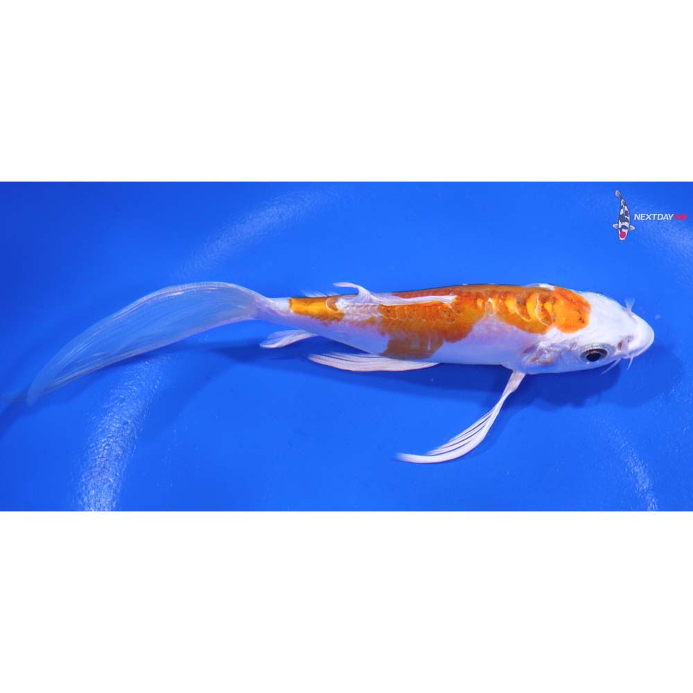 5.5” Imported Kikusui Butterfly Koi