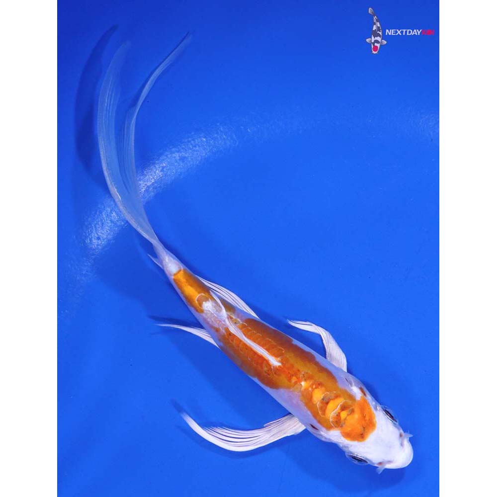 5.5” Imported Kikusui Butterfly Koi