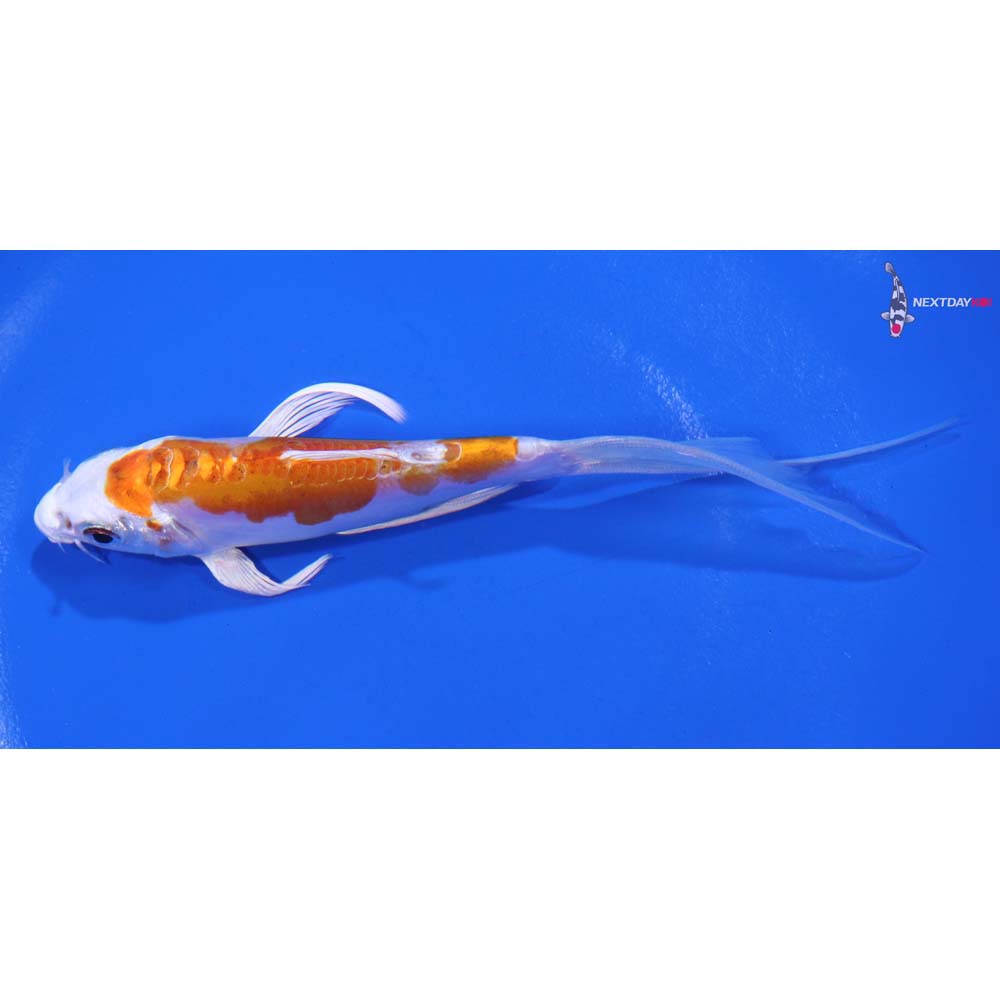 5.5” Imported Kikusui Butterfly Koi
