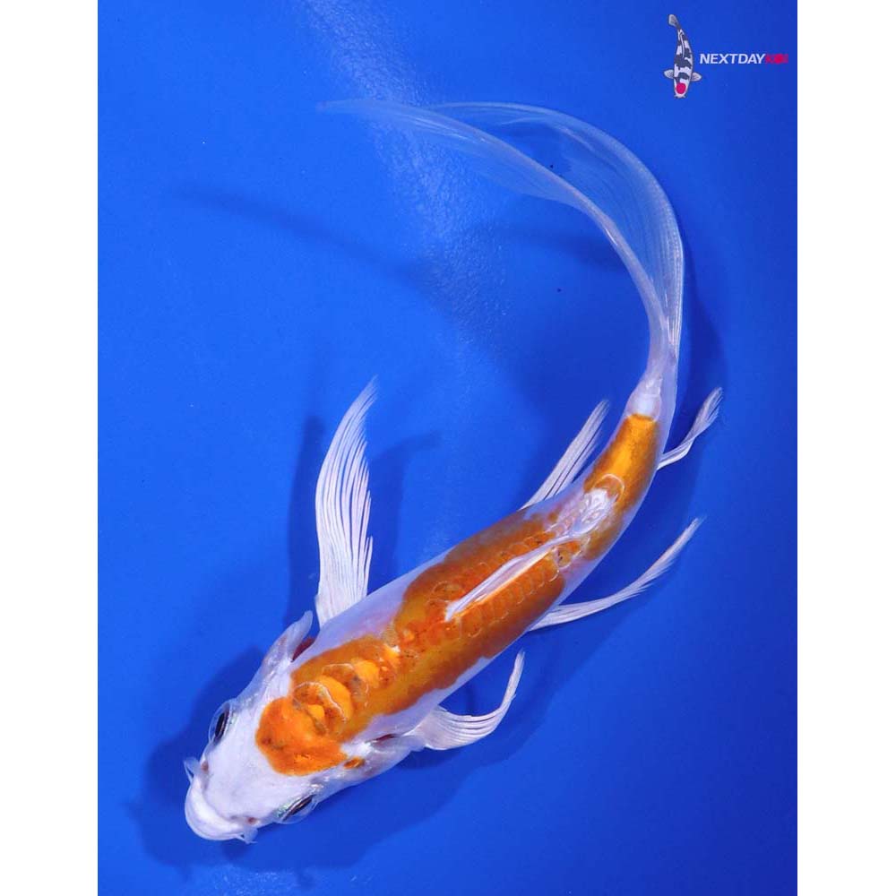 5.5” Imported Kikusui Butterfly Koi