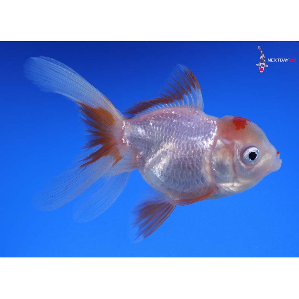 3.5” Imported Red and White Oranda