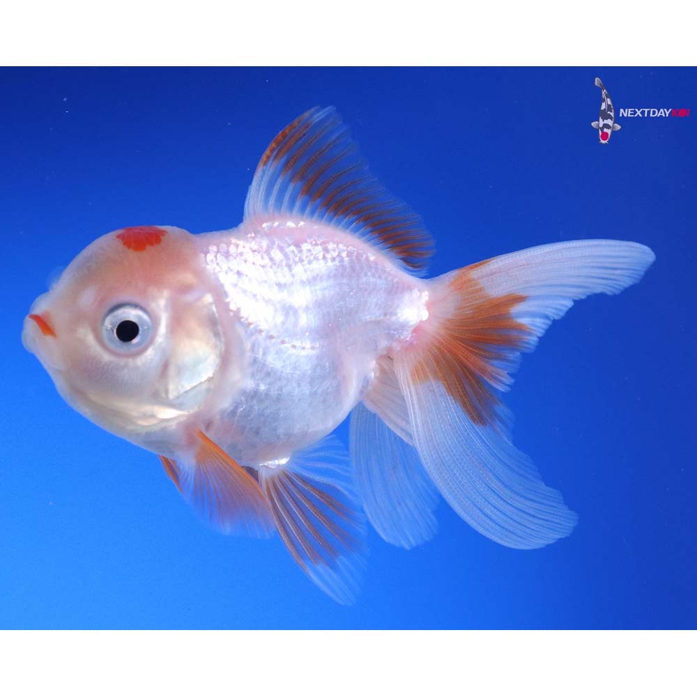 3.5” Imported Red and White Oranda
