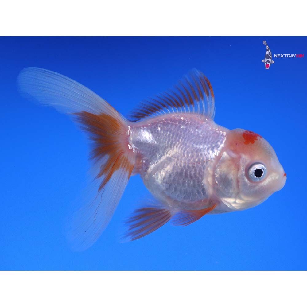 3.5” Imported Red and White Oranda