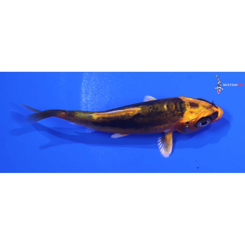 3” Imported Doitsu Orenji Matsuba