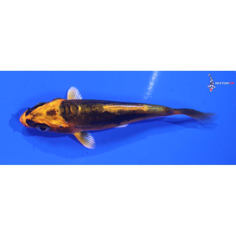 3” Imported Doitsu Orenji Matsuba