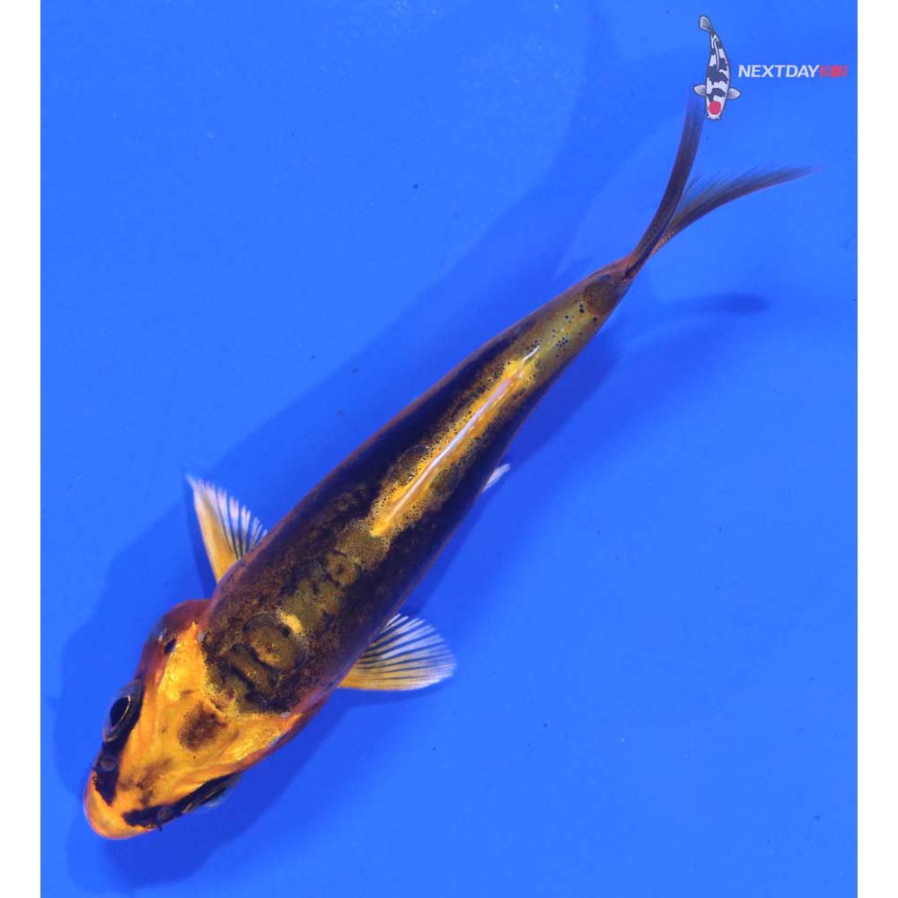 3” Imported Doitsu Orenji Matsuba