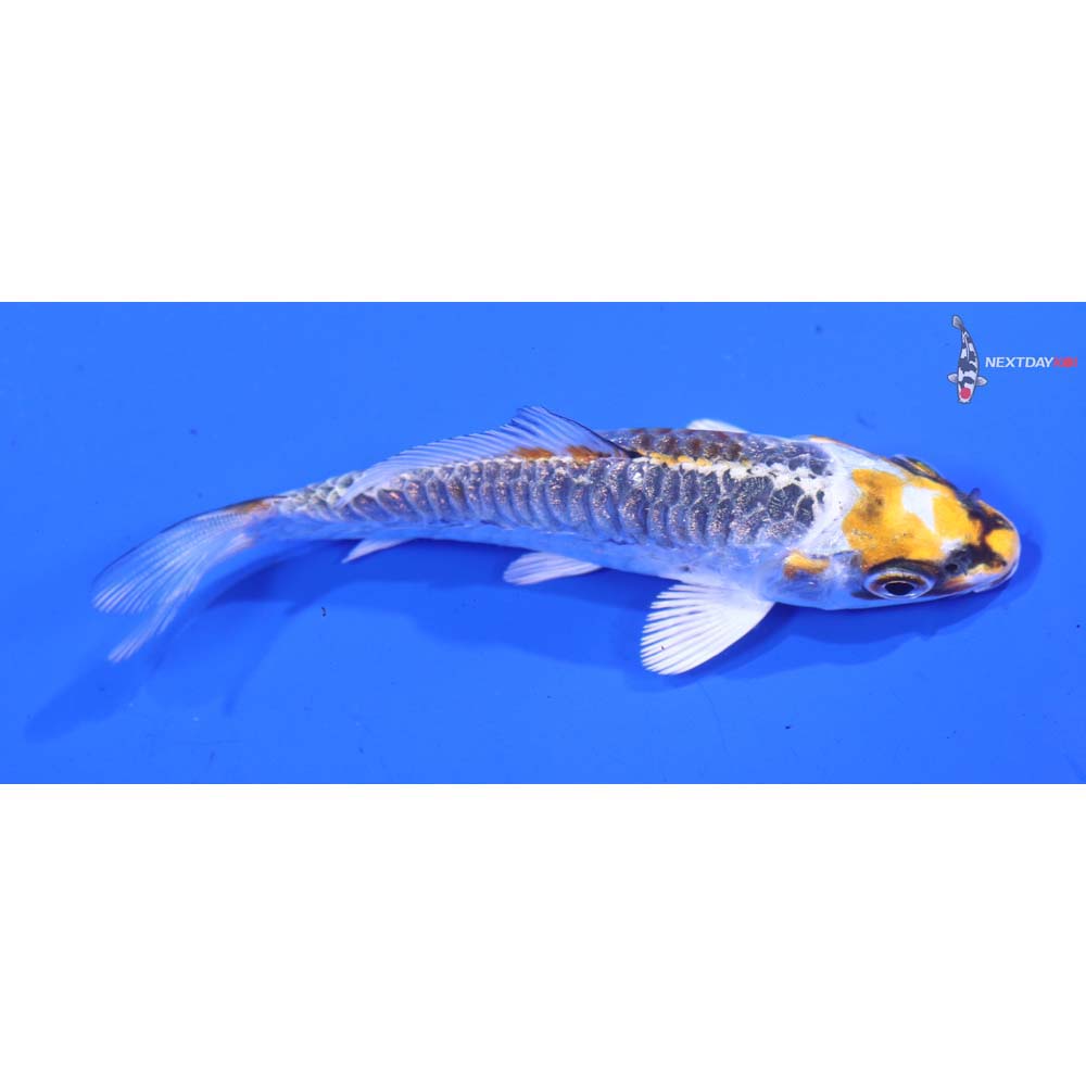 3” Imported Gin Rin Armor Scaled Kujaku