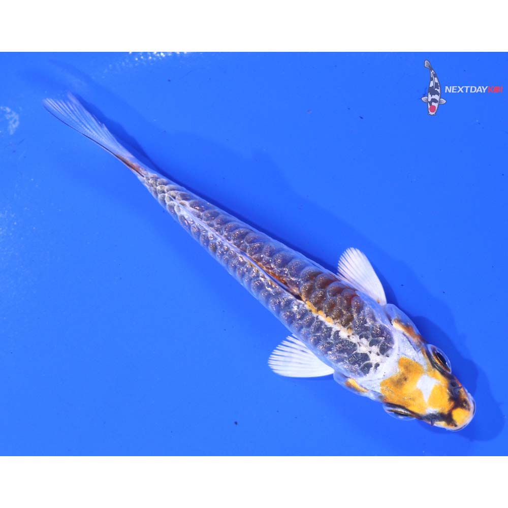 3” Imported Gin Rin Armor Scaled Kujaku