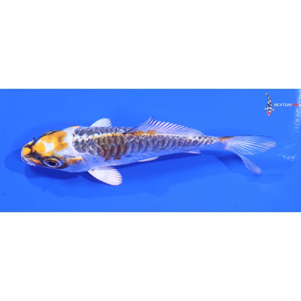 3” Imported Gin Rin Armor Scaled Kujaku