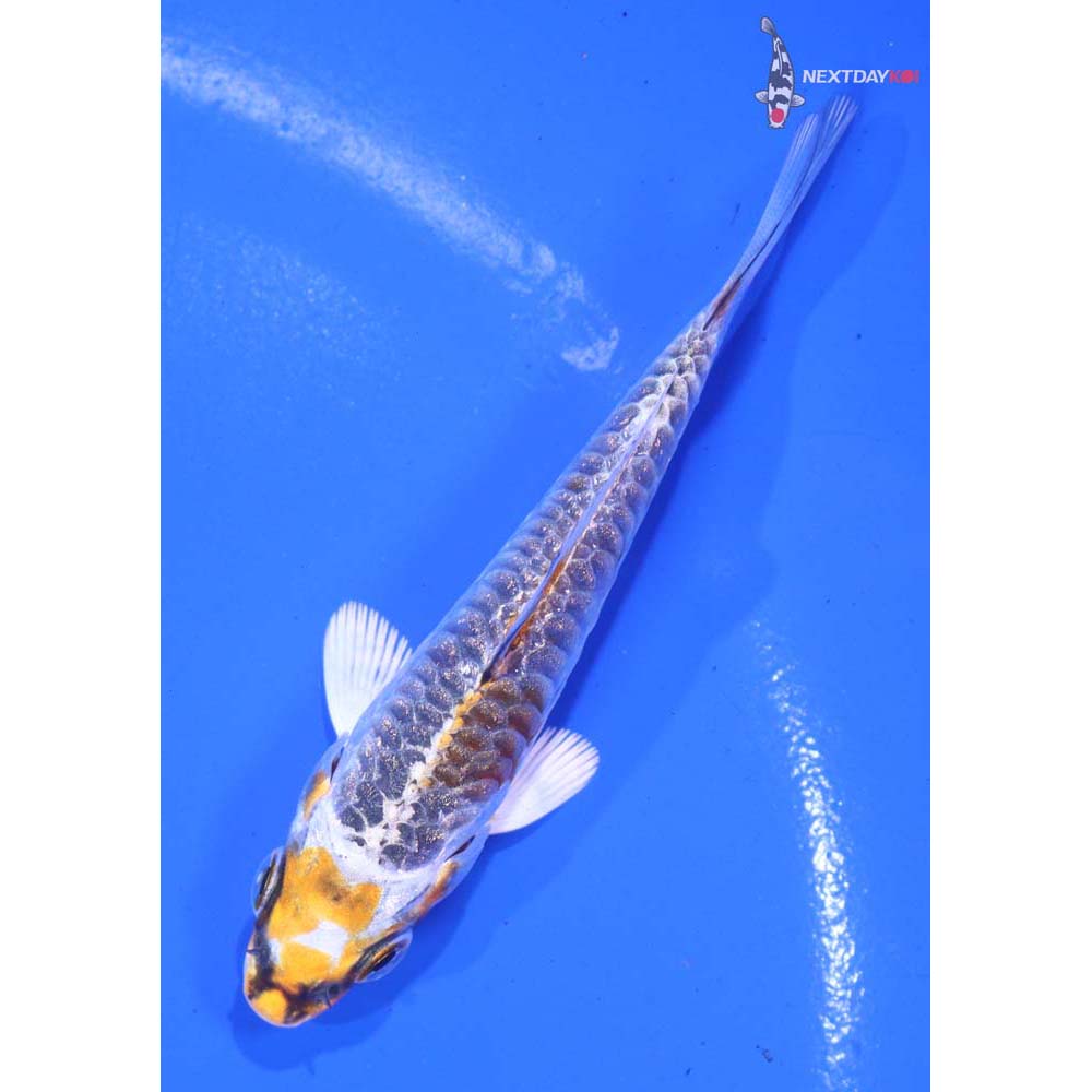 3” Imported Gin Rin Armor Scaled Kujaku