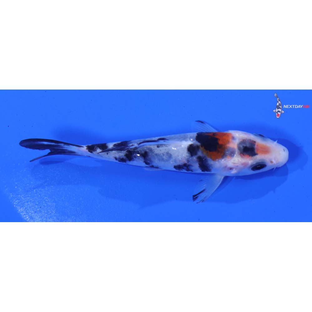 3.5” Imported Sanke