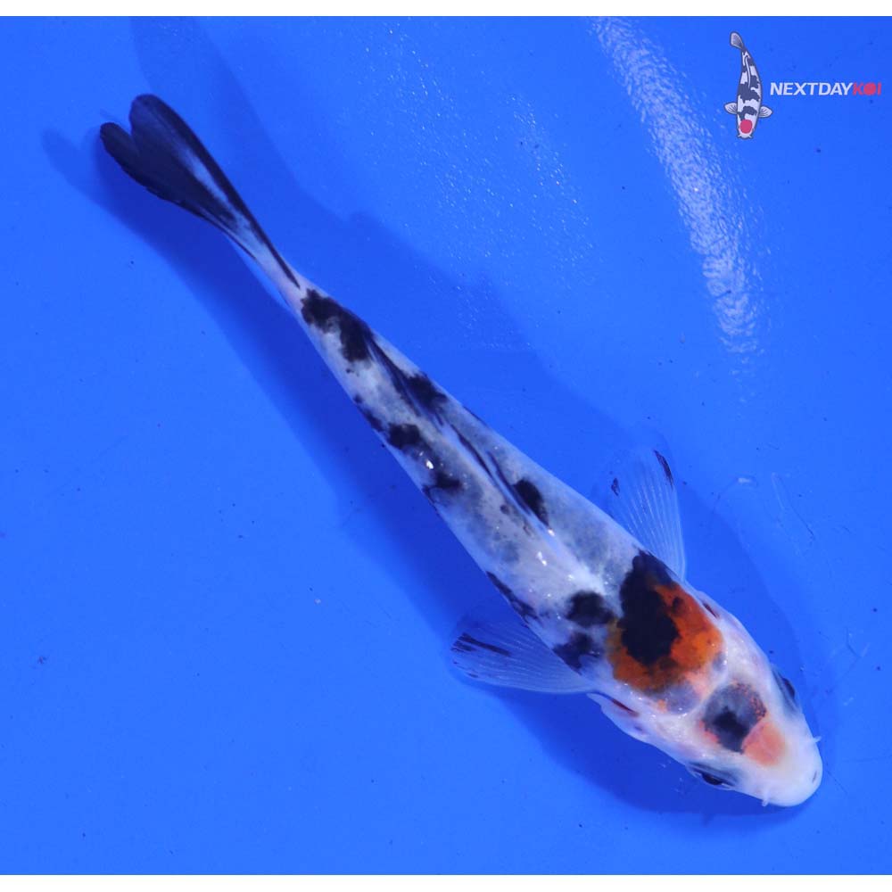 3.5” Imported Sanke