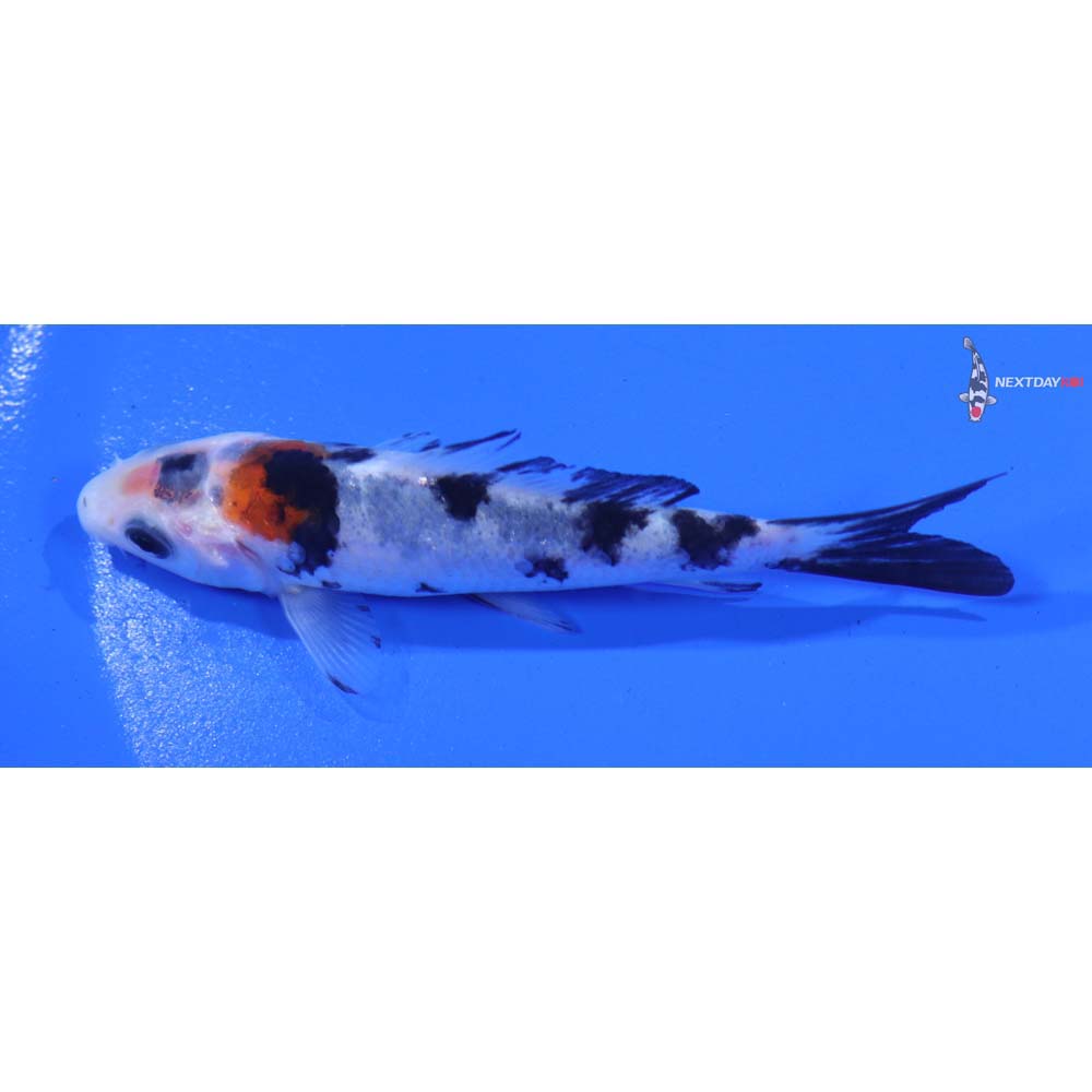 3.5” Imported Sanke