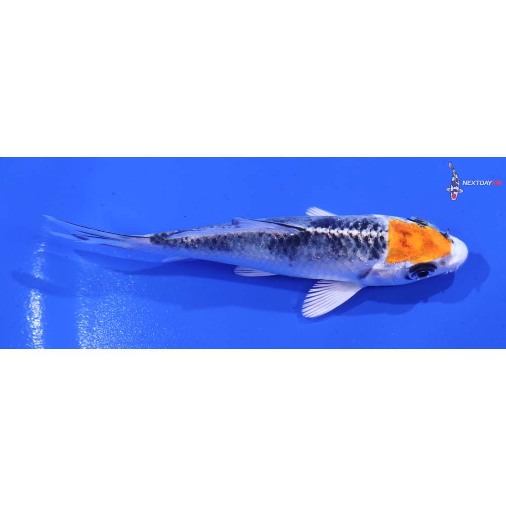 3.5” Imported Kujaku