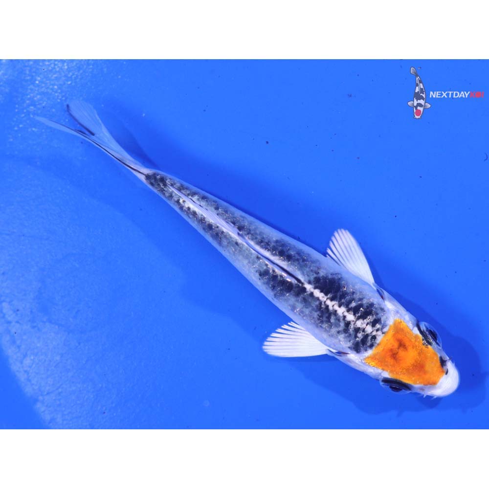 3.5” Imported Kujaku