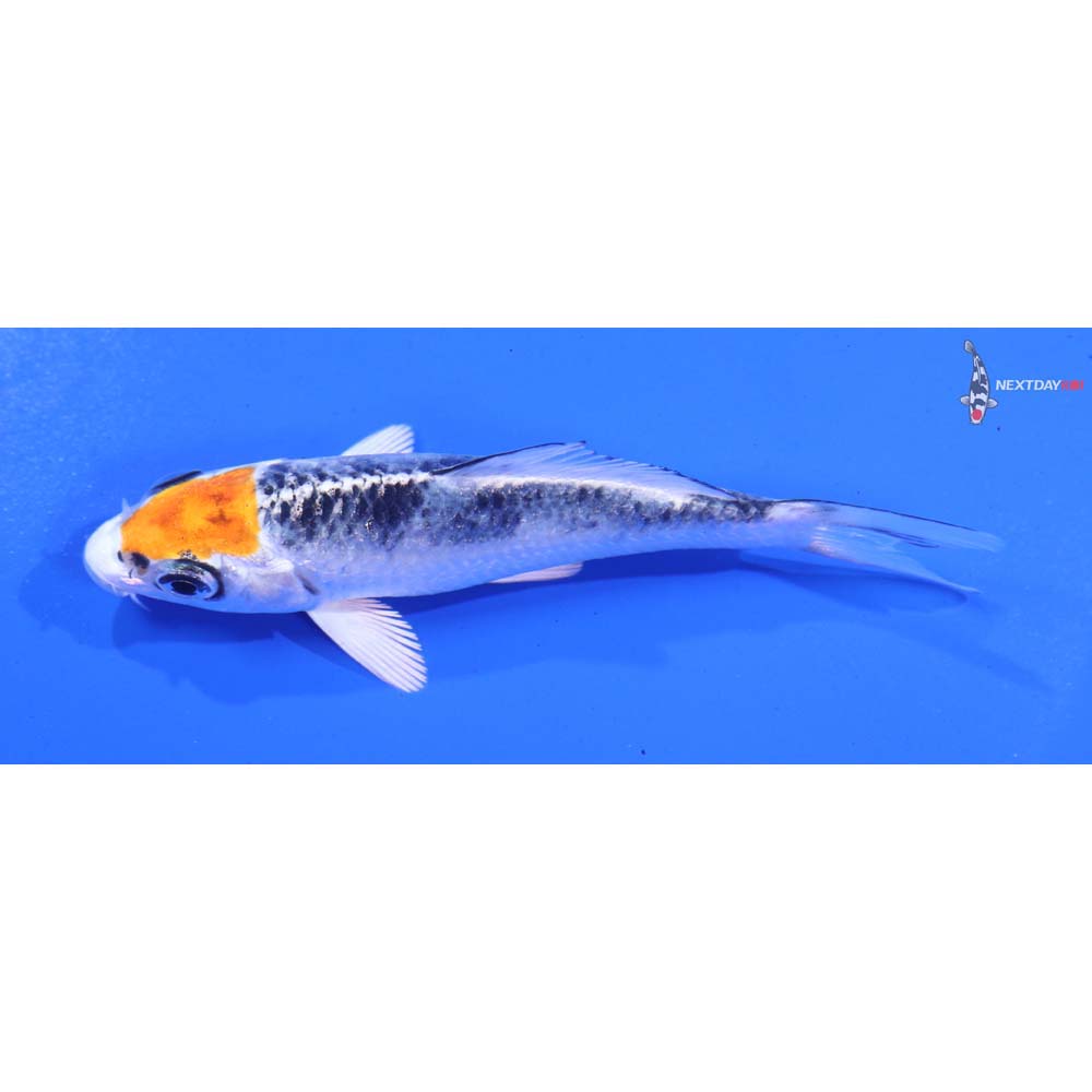 3.5” Imported Kujaku