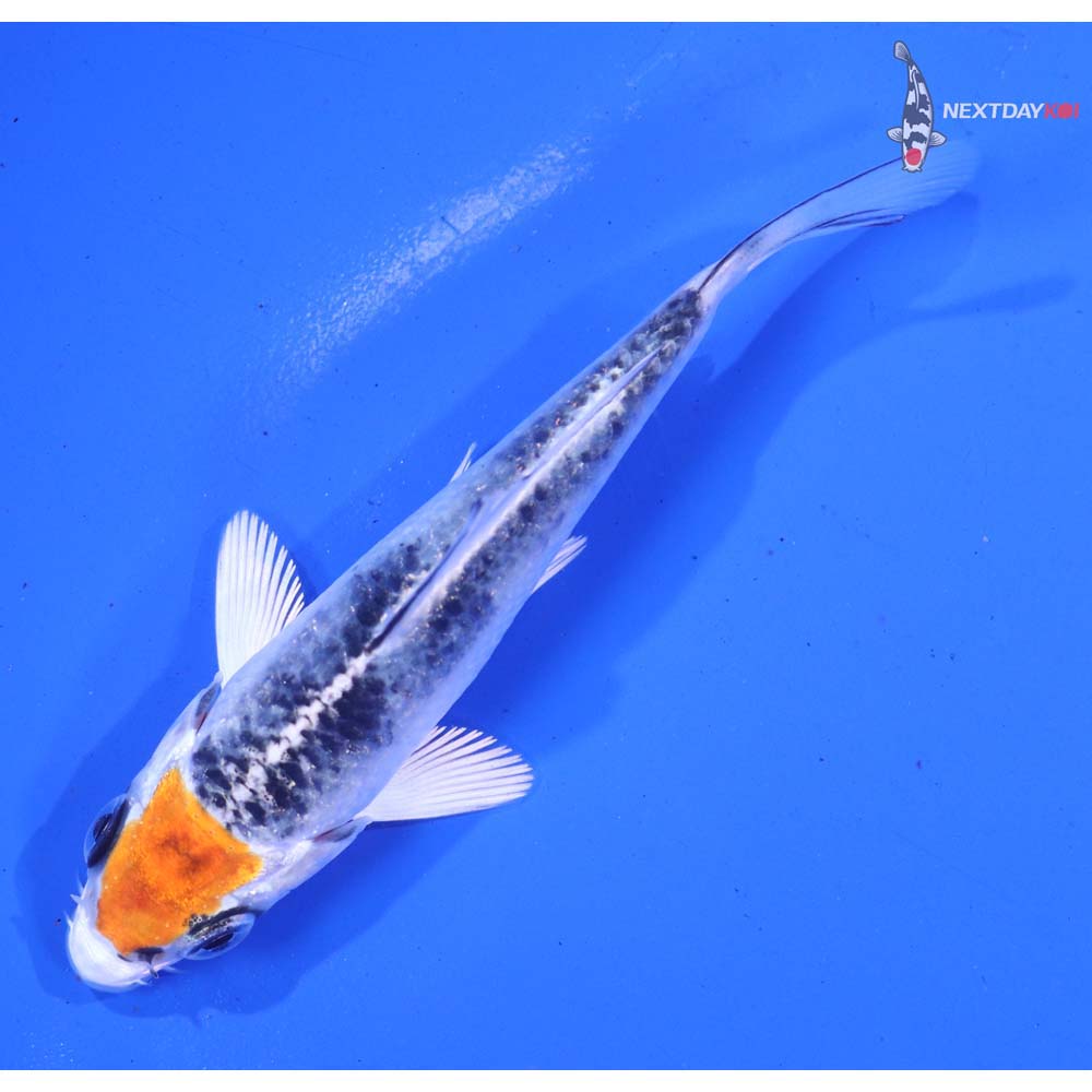 3.5” Imported Kujaku