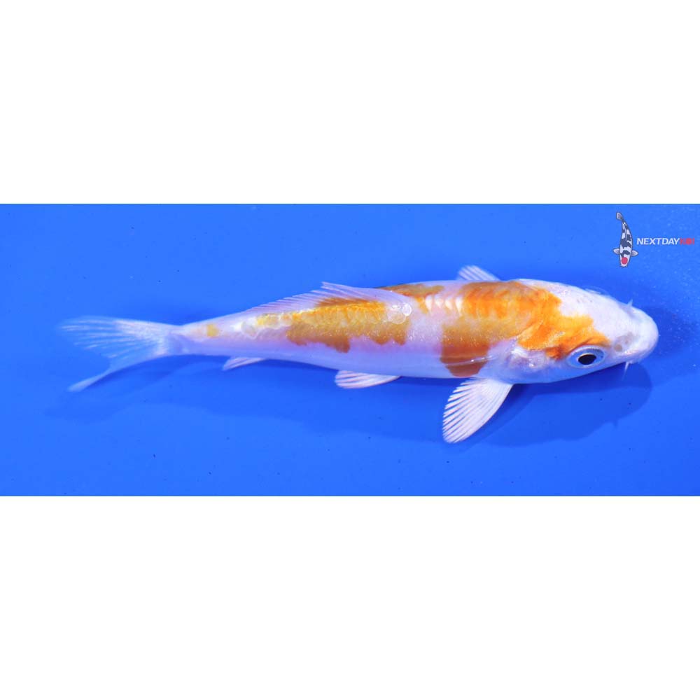 3.5” Imported Kikusui