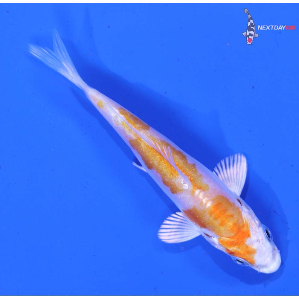 3.5” Imported Kikusui