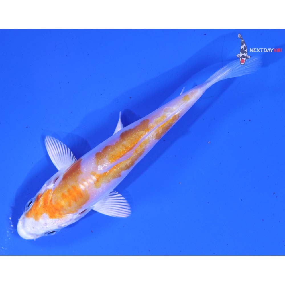 3.5” Imported Kikusui