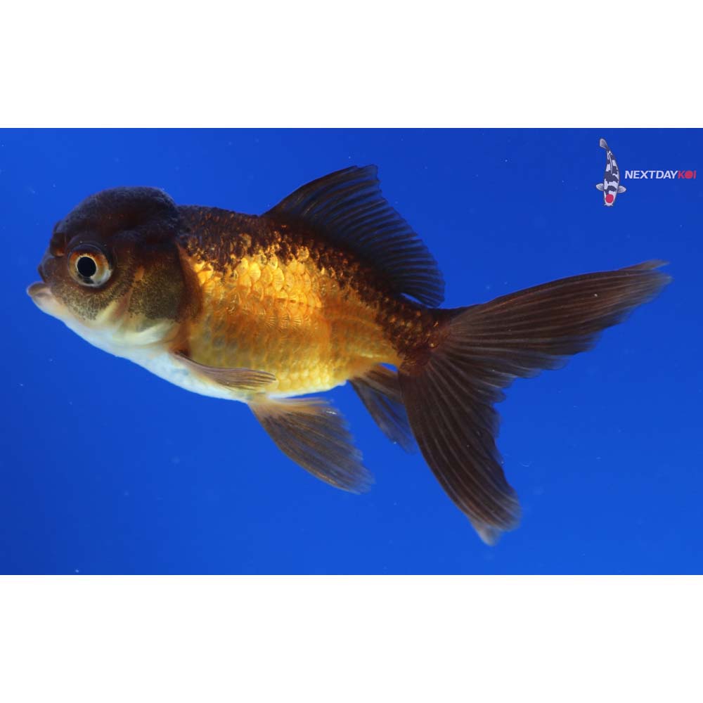 3” Imported Red and Black Oranda