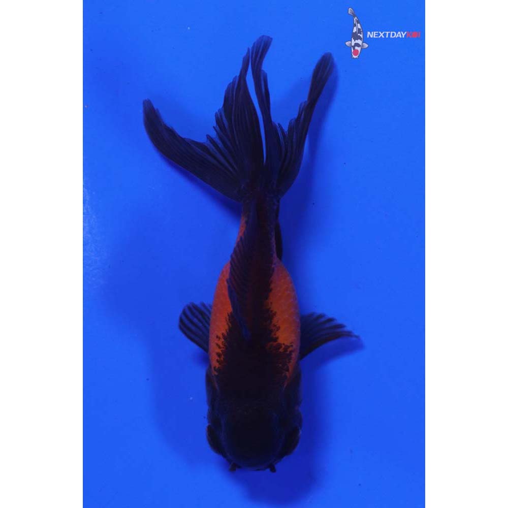 3” Imported Red and Black Oranda