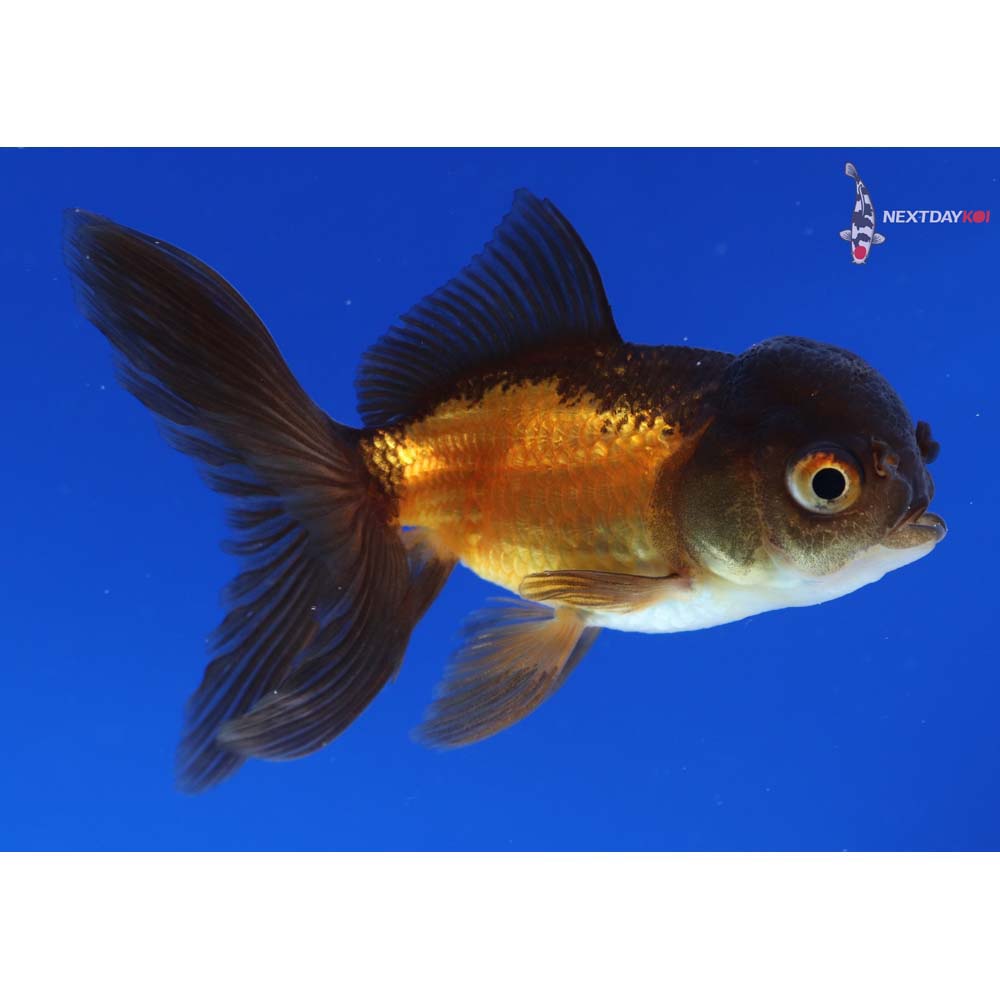 3” Imported Red and Black Oranda