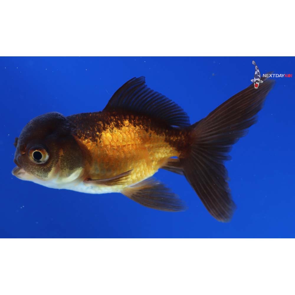3” Imported Red and Black Oranda
