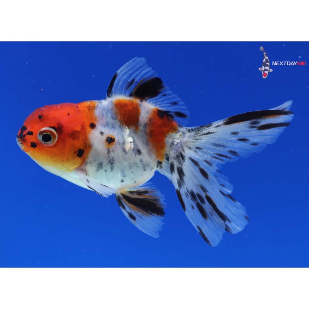 3” Imported Calico Oranda