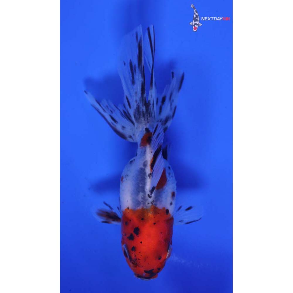 3” Imported Calico Oranda