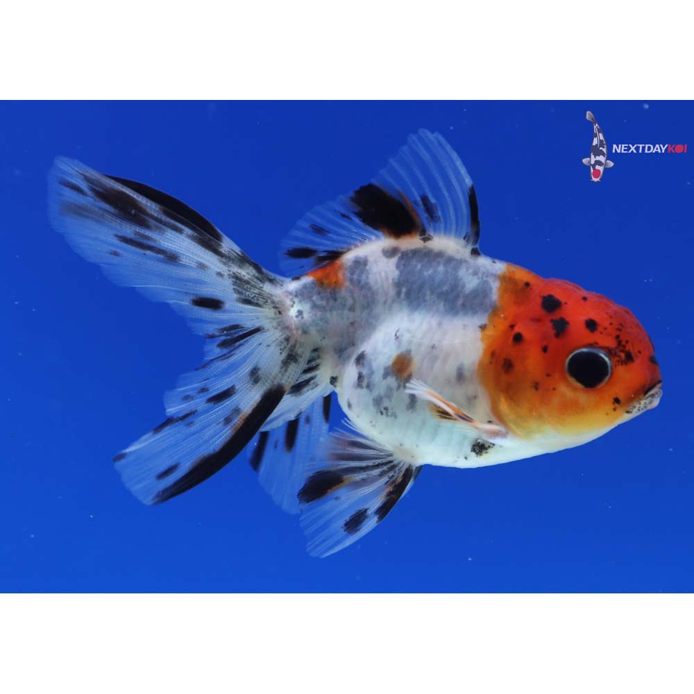 3” Imported Calico Oranda