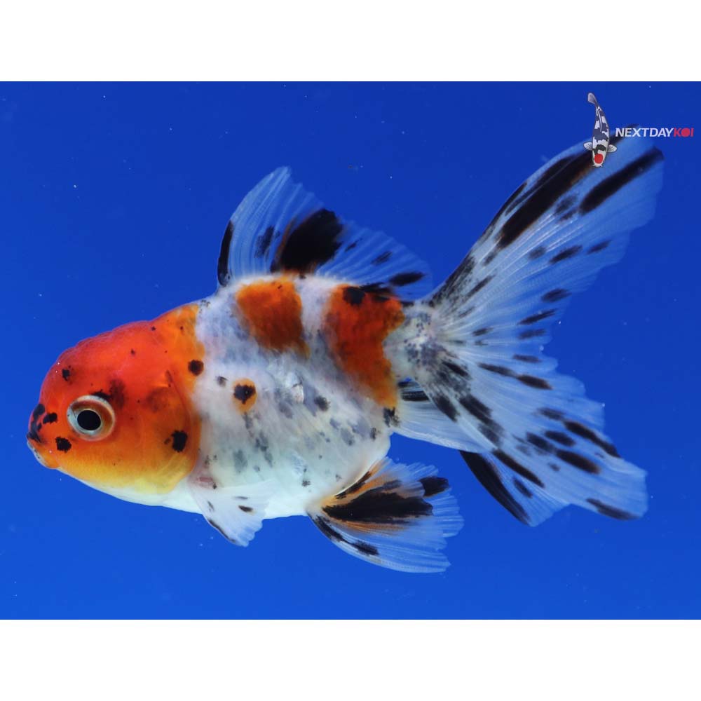 3” Imported Calico Oranda