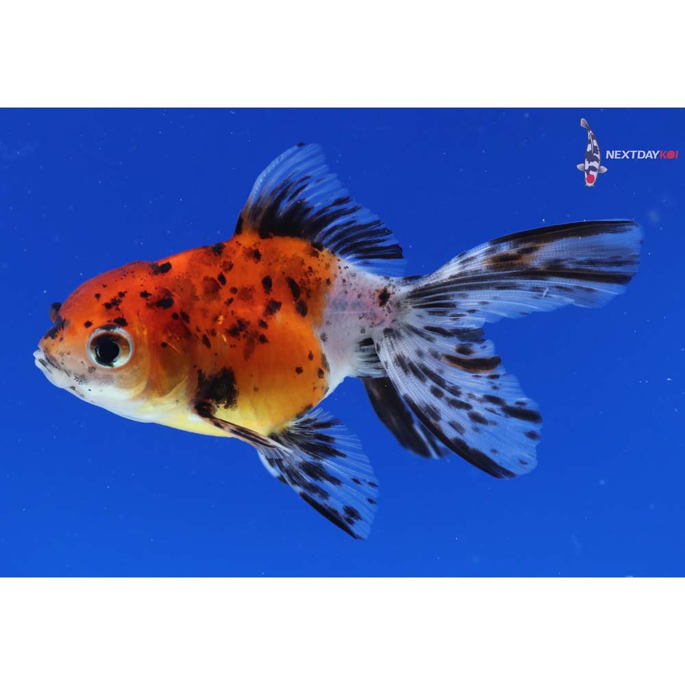 3.5” Imported Calico Oranda