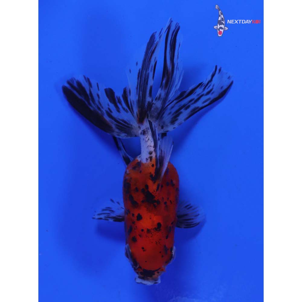 3.5” Imported Calico Oranda