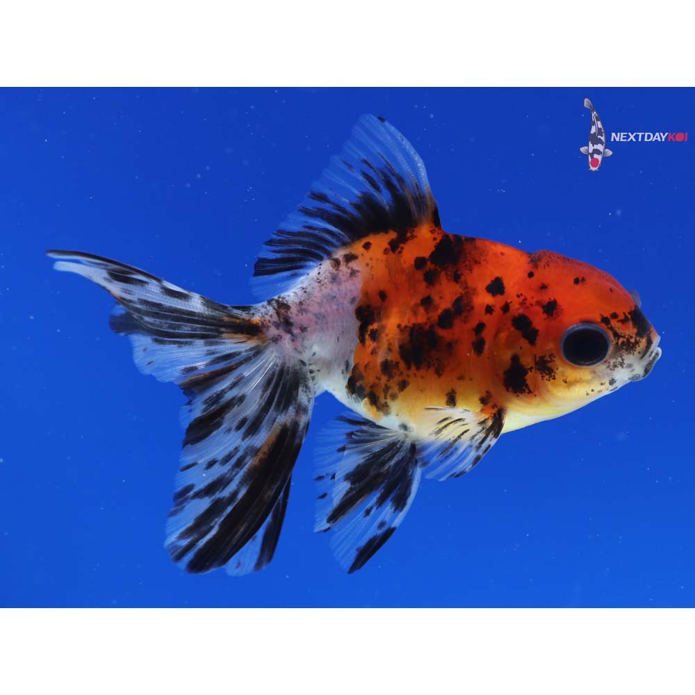 3.5” Imported Calico Oranda