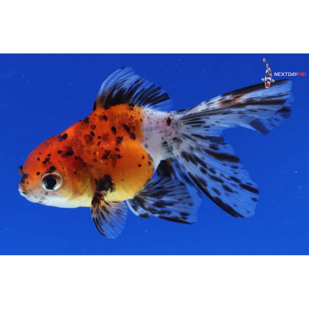 3.5” Imported Calico Oranda