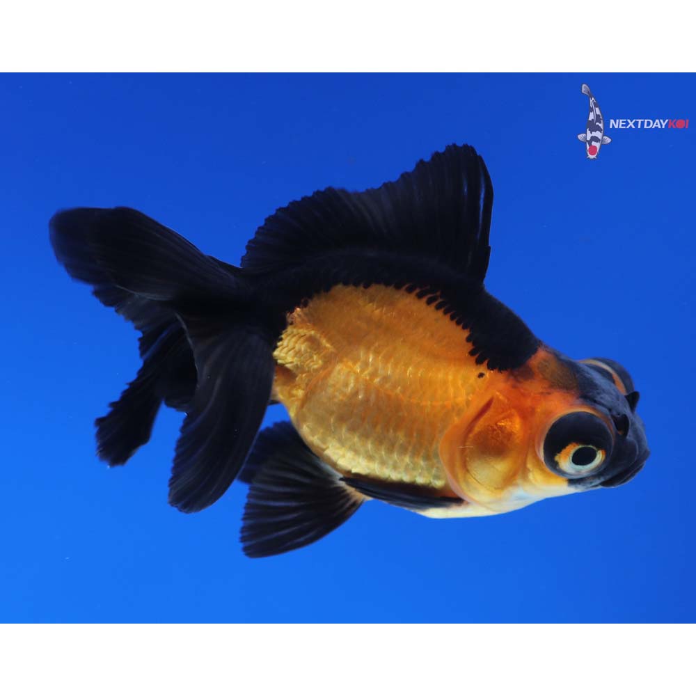 3” Imported Red and Black Telescope Fantail