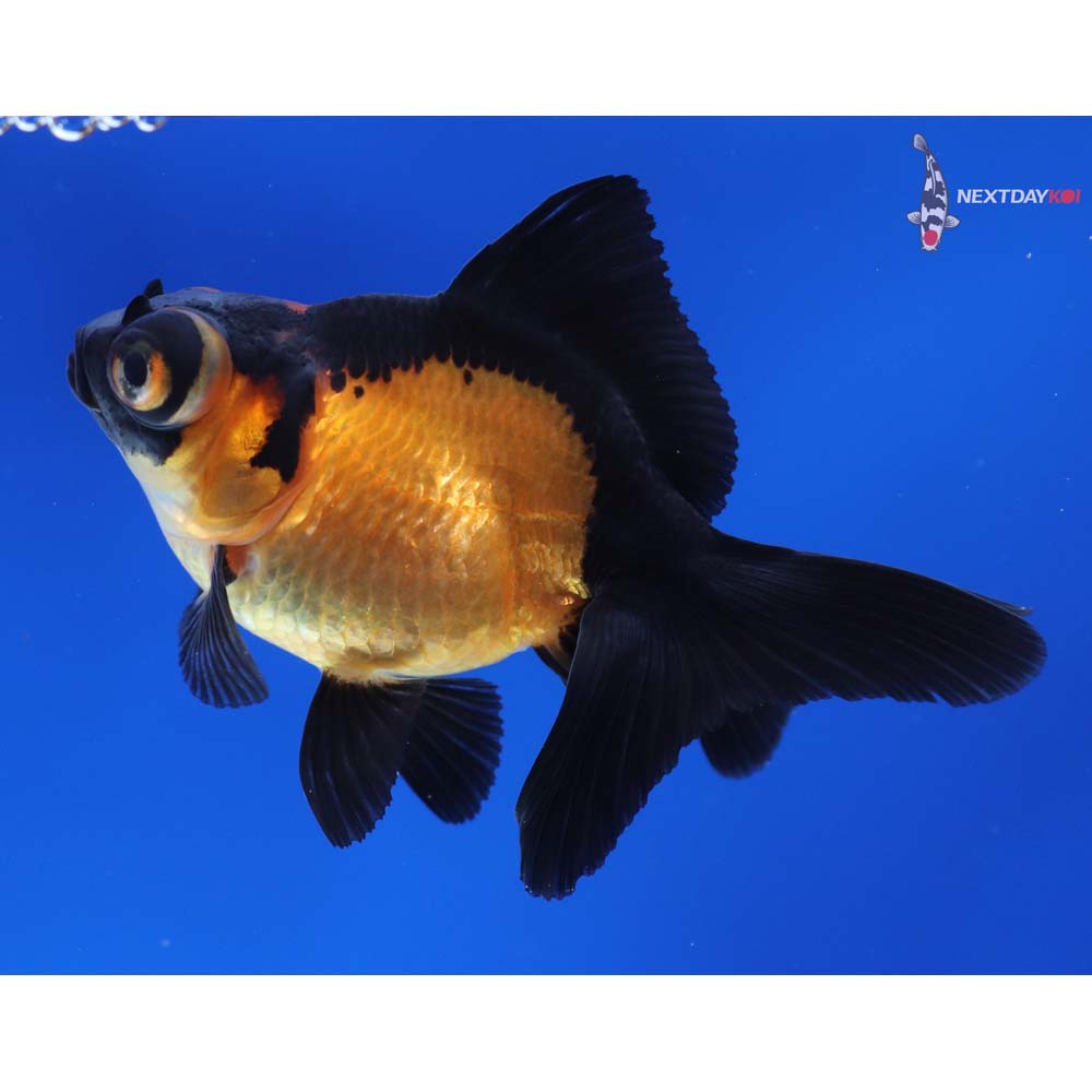 3” Imported Red and Black Telescope Fantail