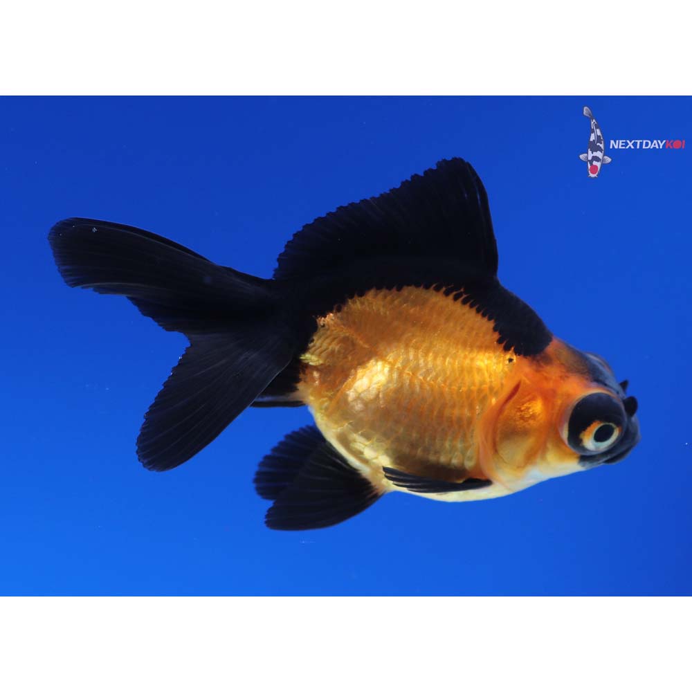 3” Imported Red and Black Telescope Fantail