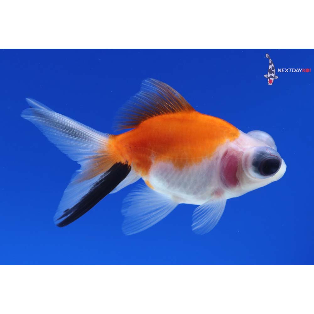 3” Imported Calico Telescope Fantail