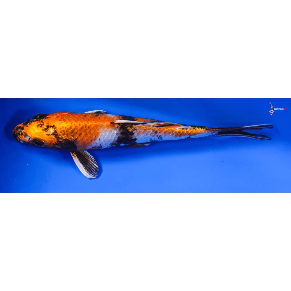 7” Imported Kin Showa