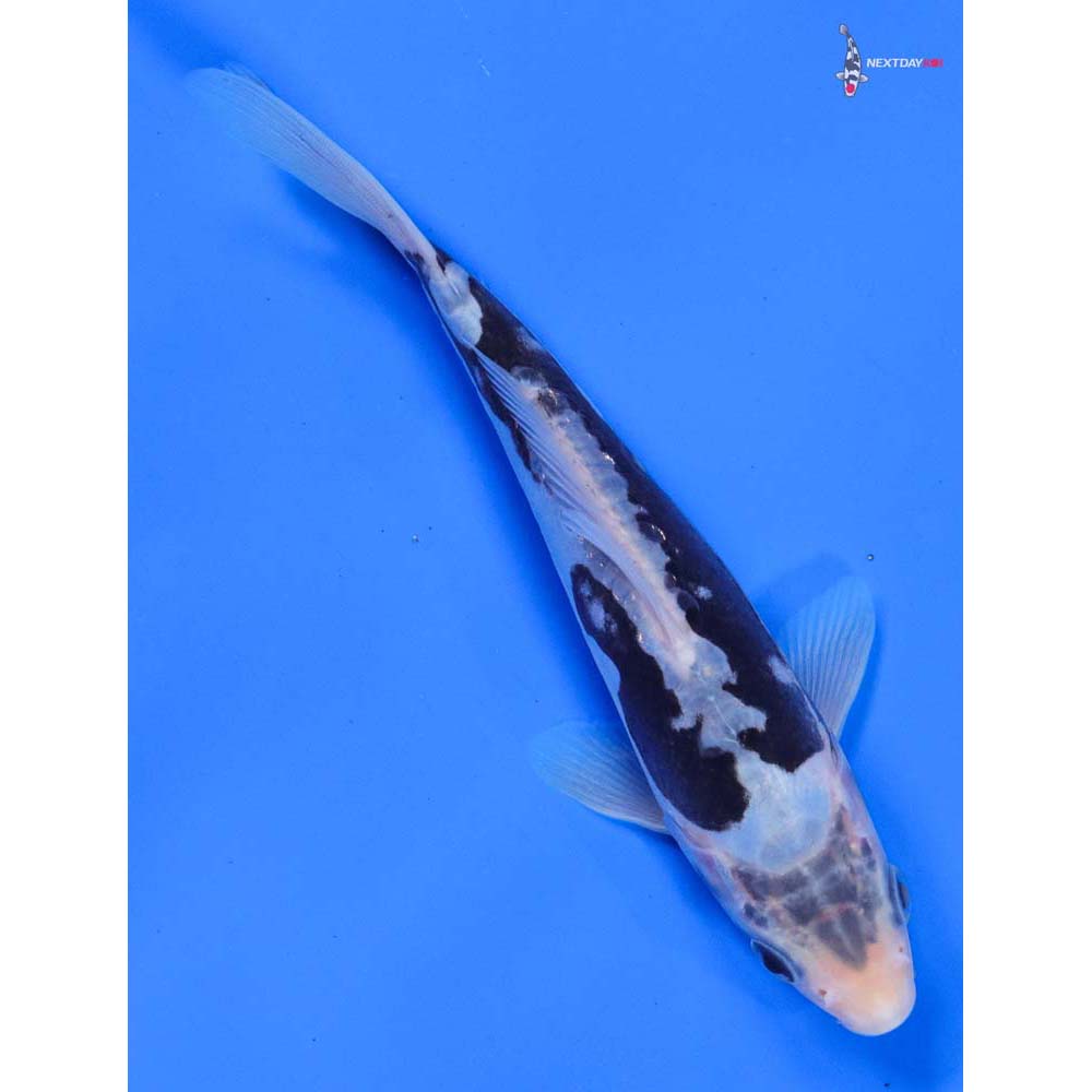 7” Imported Kumonryu