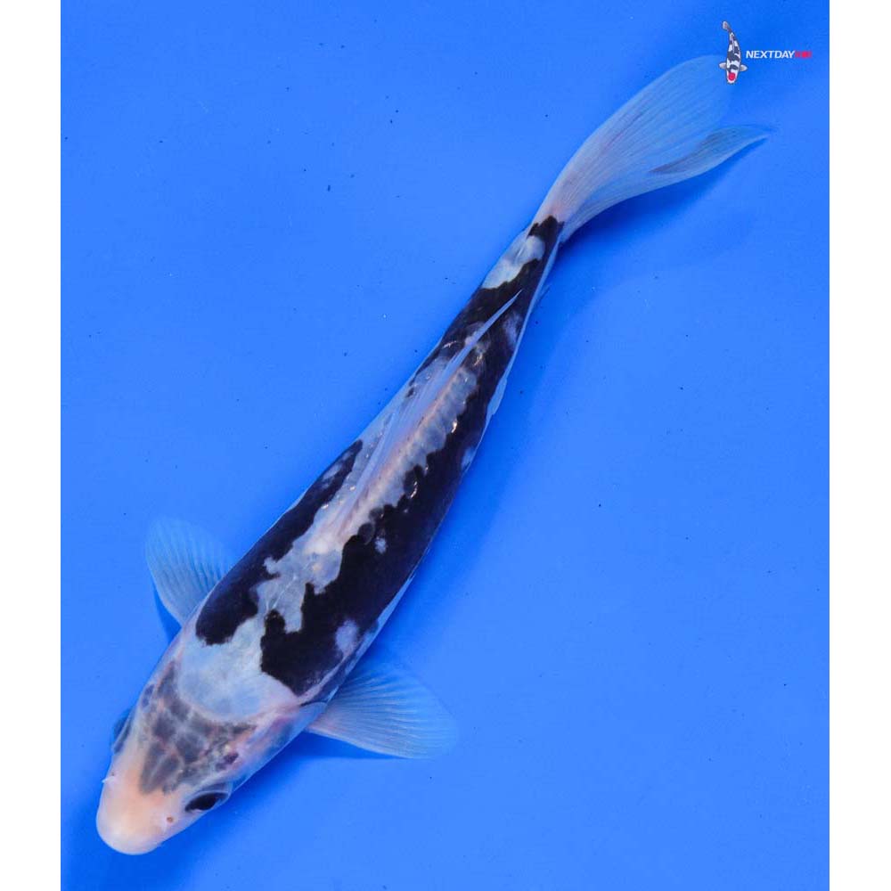 7” Imported Kumonryu