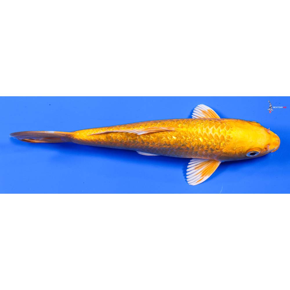 7.5” Imported Gin Rin Yamabuki Ogon