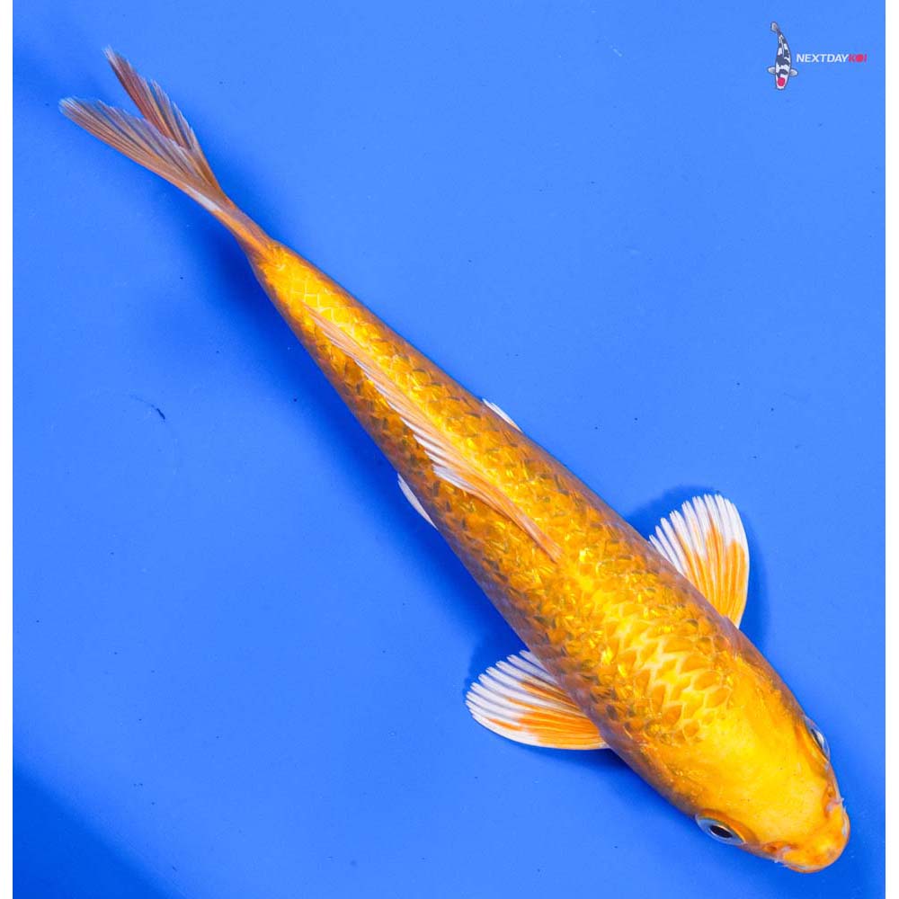 7.5” Imported Gin Rin Yamabuki Ogon