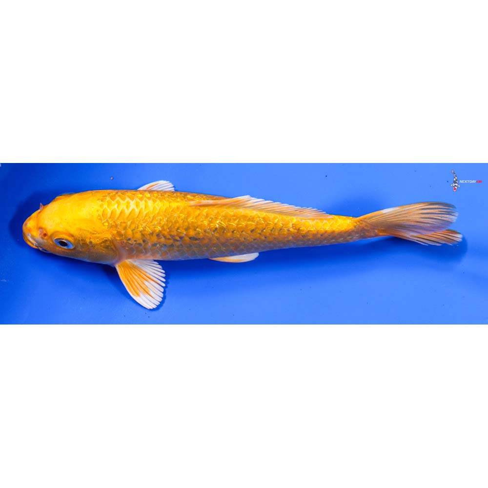 7.5” Imported Gin Rin Yamabuki Ogon