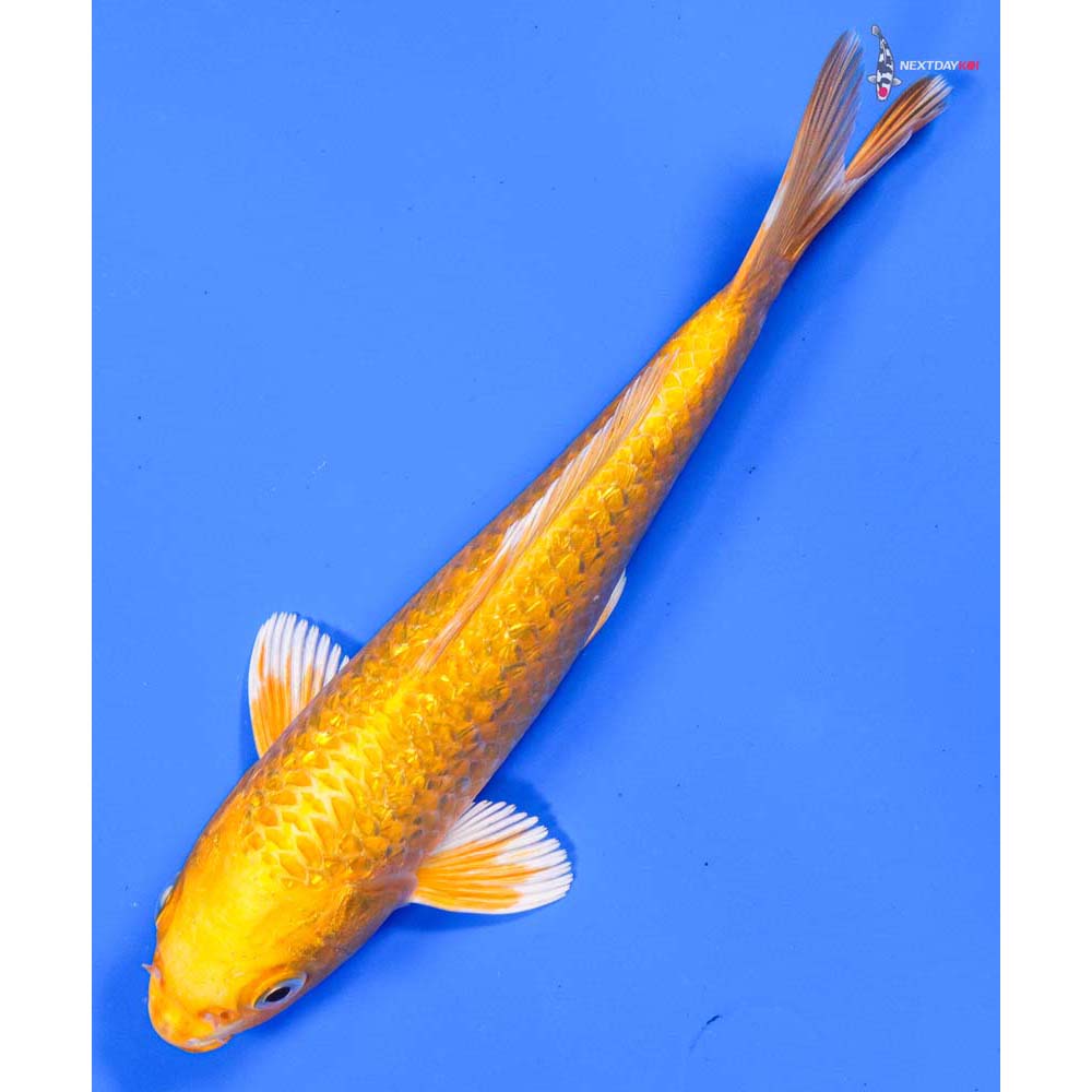 7.5” Imported Gin Rin Yamabuki Ogon