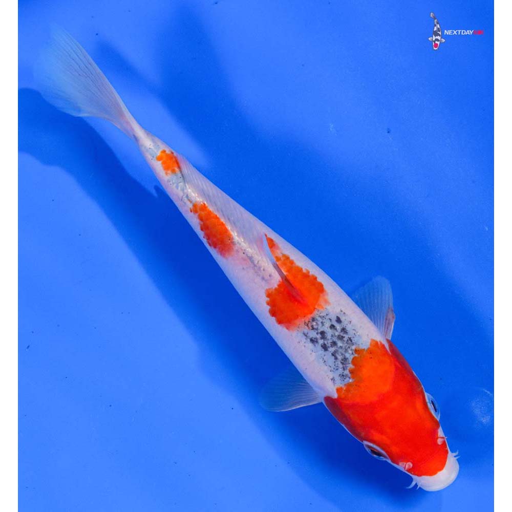 7.5” Imported Goshiki