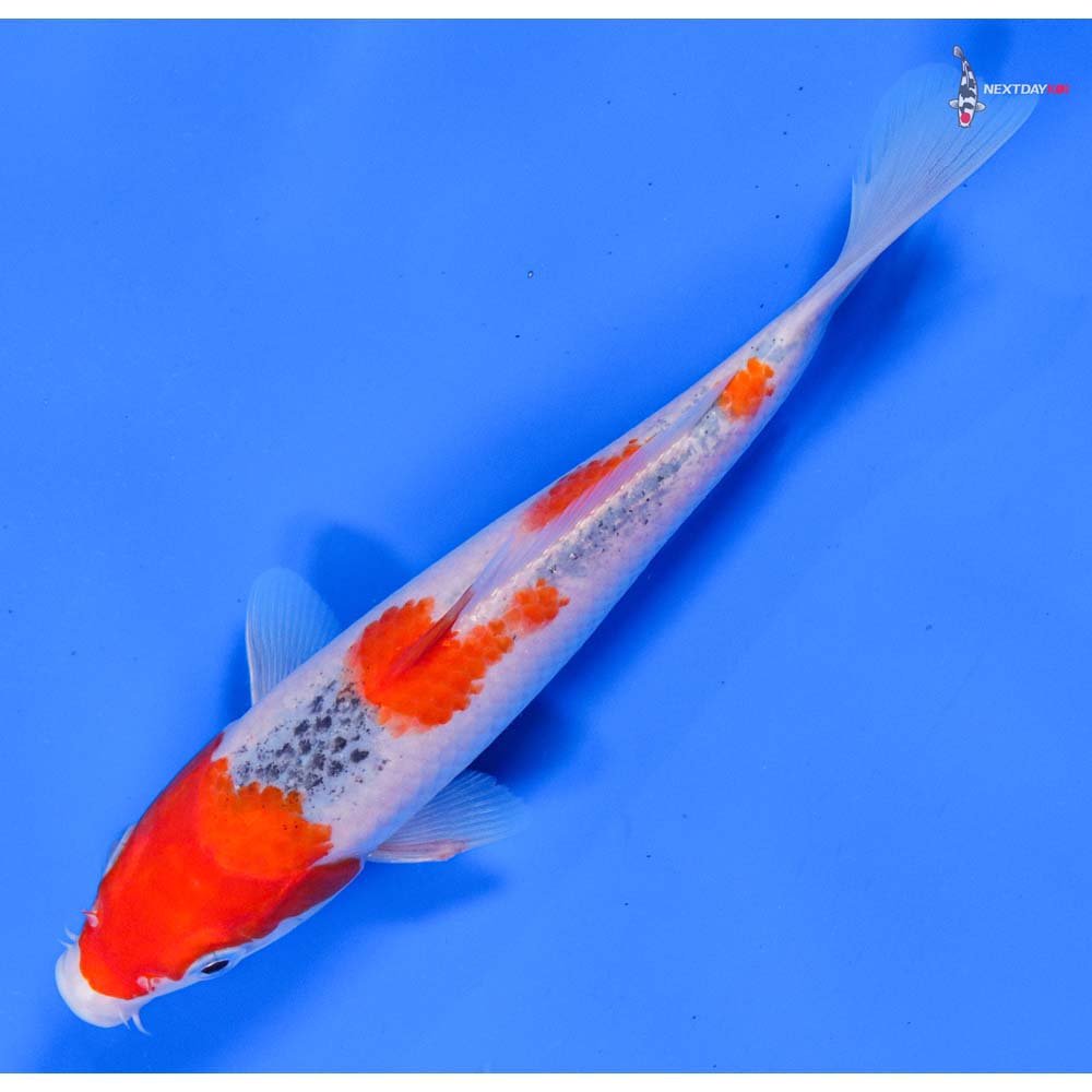 7.5” Imported Goshiki