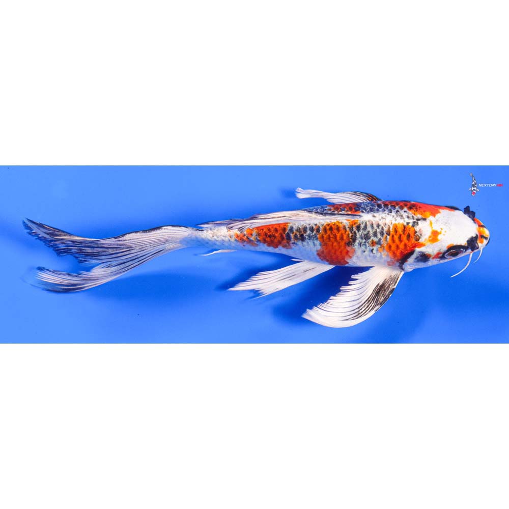 8” Imported Kujaku Butterfly Koi